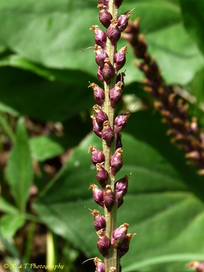 {Plantago cordata}